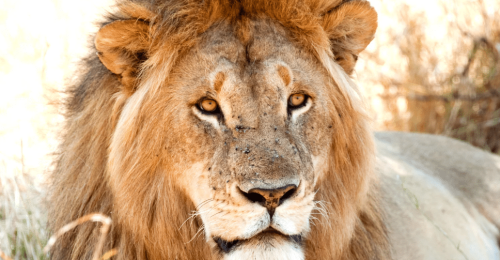 Tanzania Migration Safari and Zanzibar image