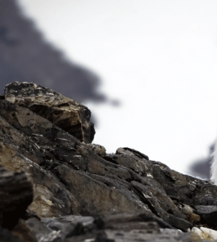Svalbard image