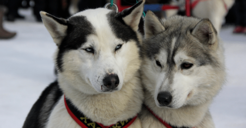 Husky Farm Escape in Lapland image