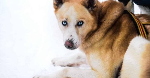 Husky Farm Family Escape in Lapland image