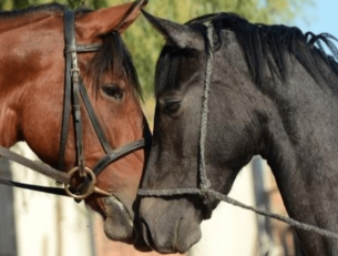Horse Riding Holiday in Sierra Nevada Mountains image
