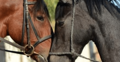Horse Riding Holiday in Sierra Nevada Mountains image