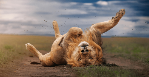 7 Night Luxury Kenya Safari and Beach image