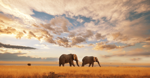 7 Night Kenya Eco Lodge Safari and Beach Experience image
