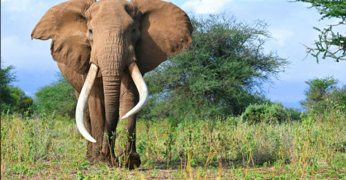 10 Day Off The Beaten Track Safari and Beach Adventure image