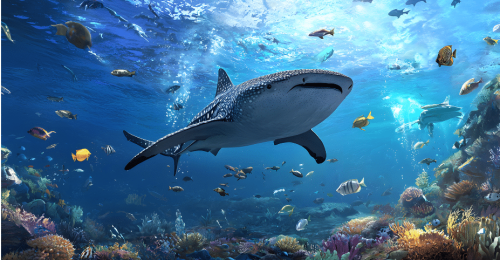 Maldives Whale Shark Snorkelling Conservation Cruise image