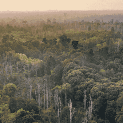 Borneo