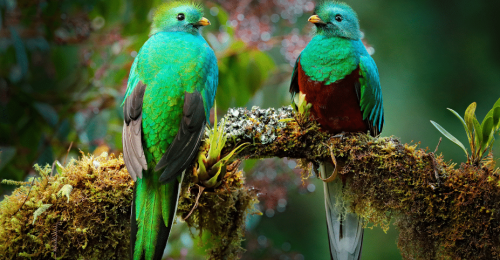 Costa Rica’s Caribbean Soul: Cloud Forests, Volcanoes & Untamed Coastlines image