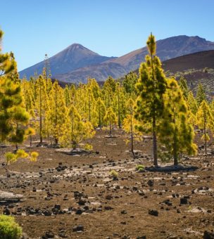 Tenerife image
