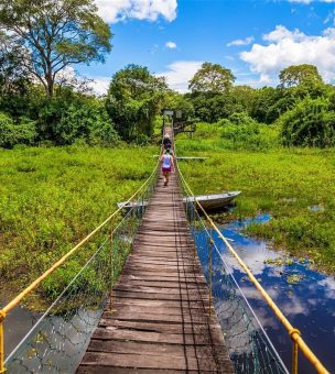 The Pantanal image