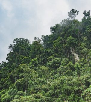 The Amazon image