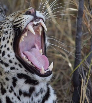 Okavango Delta image