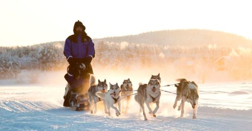 10km Husky Safari image