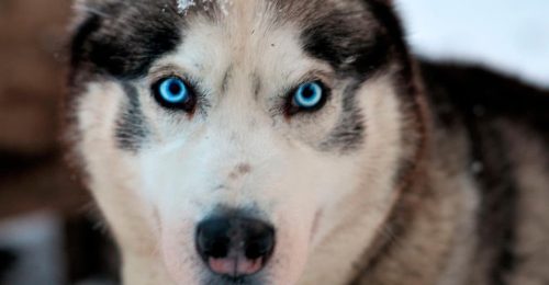 5km Husky Safari image
