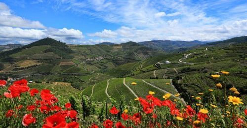 Full Day Tour Indulgent Wine Tasting from Porto image