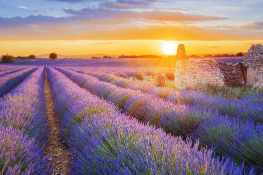 sunset over lavender fields in france