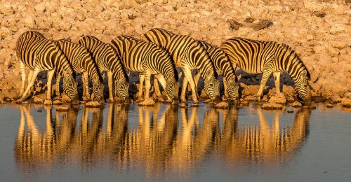 Highlights of Namibia – Privately Guided or Self Drive image