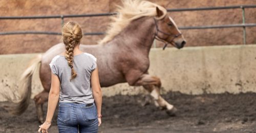 Horse Riding Holiday with Dressage, for Experienced Riders image