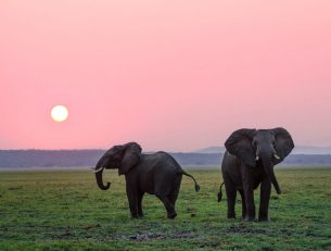 Top Wildlife Holidays around the World image